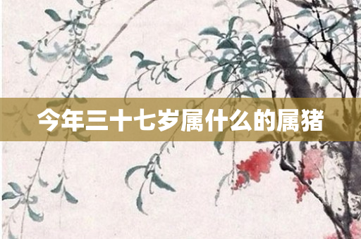 今年三十七岁属什么的属猪