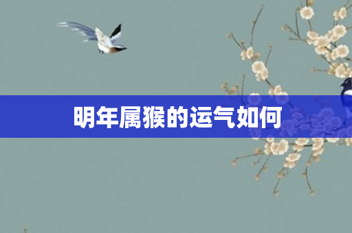 明年属猴的运气如何