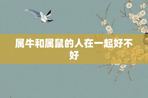 属牛和属鼠的人在一起好不好