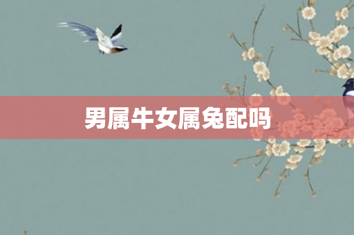 男属牛女属兔配吗