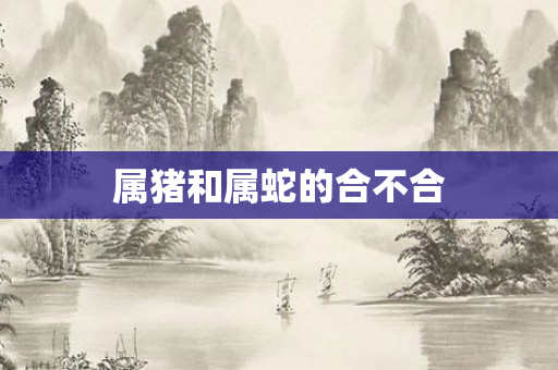 属猪和属蛇的合不合