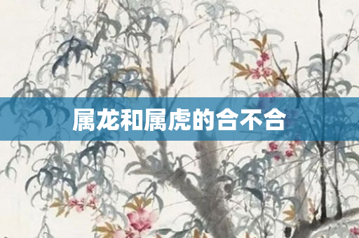 属龙和属虎的合不合