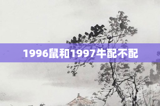 1996鼠和1997牛配不配