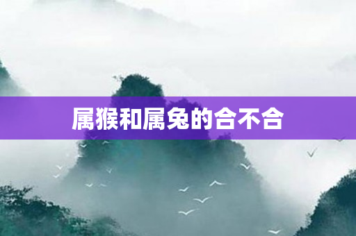 属猴和属兔的合不合