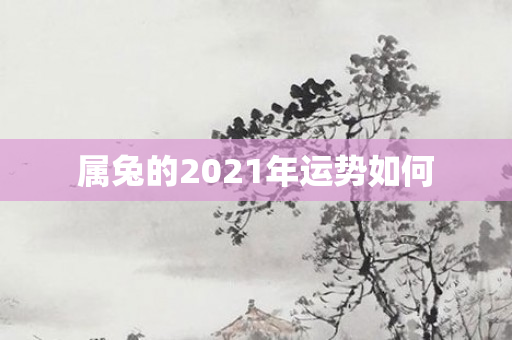属兔的2021年运势如何