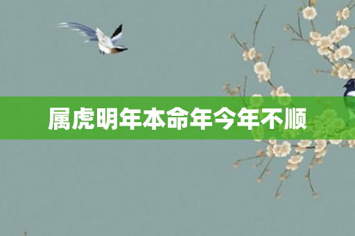 属虎明年本命年今年不顺