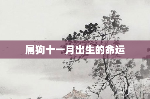 属狗十一月出生的命运