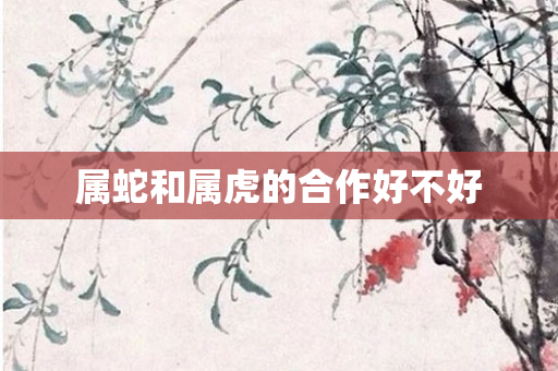 属蛇和属虎的合作好不好