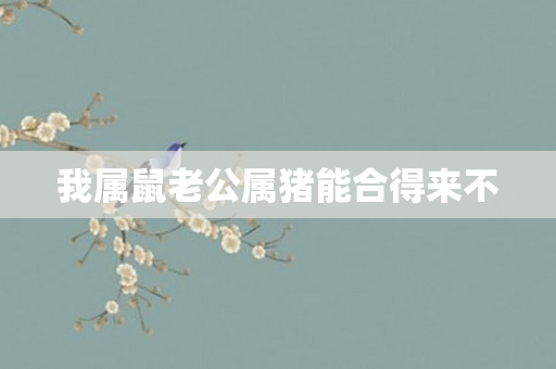 我属鼠老公属猪能合得来不