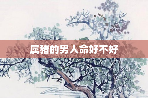 属猪的男人命好不好