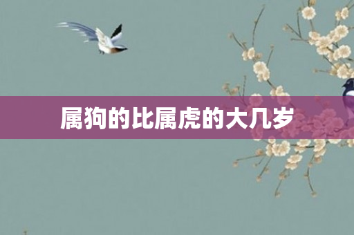属狗的比属虎的大几岁