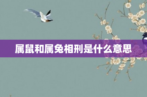 属鼠和属兔相刑是什么意思
