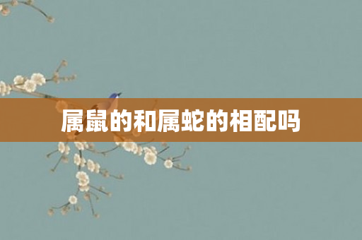 属鼠的和属蛇的相配吗
