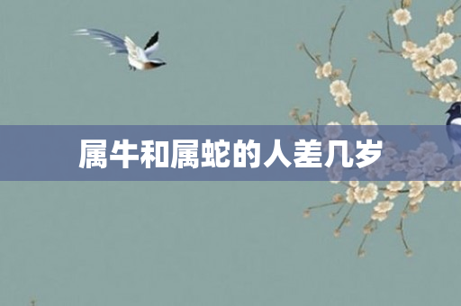 属牛和属蛇的人差几岁
