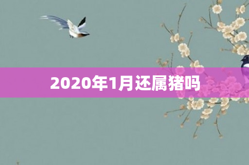 2020年1月还属猪吗