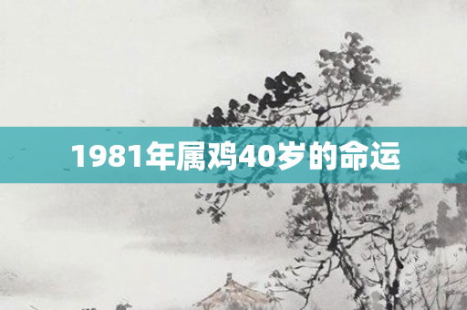 1981年属鸡40岁的命运