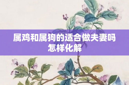 属鸡和属狗的适合做夫妻吗怎样化解
