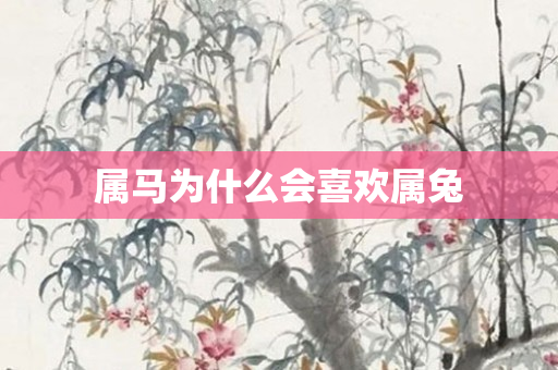 属马为什么会喜欢属兔