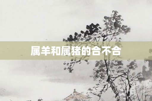 属羊和属猪的合不合