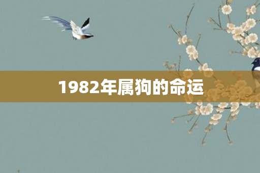 1982年属狗的命运