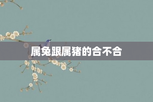 属兔跟属猪的合不合
