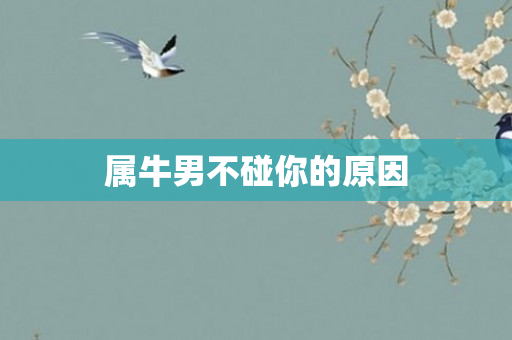 属牛男不碰你的原因