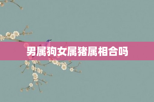 男属狗女属猪属相合吗