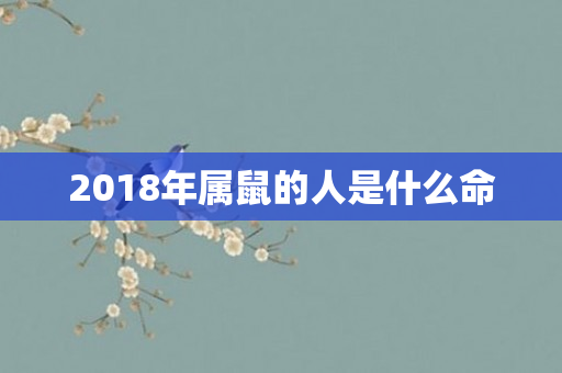 2018年属鼠的人是什么命