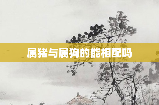 属猪与属狗的能相配吗