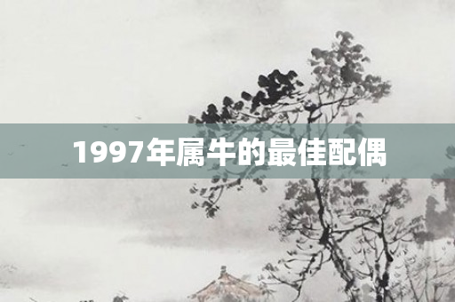 1997年属牛的更佳配偶