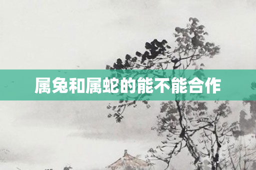 属兔和属蛇的能不能合作