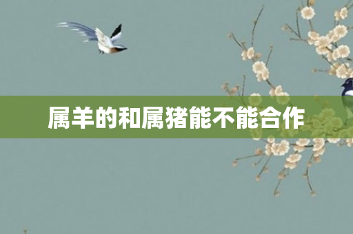 属羊的和属猪能不能合作