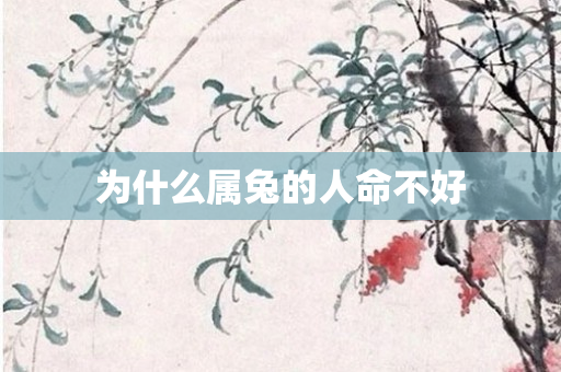 为什么属兔的人命不好