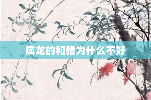 属龙的和猪为什么不好