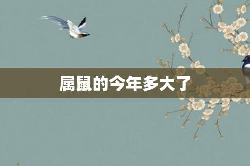 属鼠的今年多大了