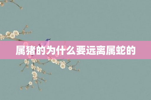 属猪的为什么要远离属蛇的