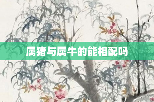 属猪与属牛的能相配吗