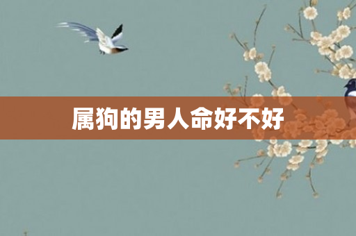 属狗的男人命好不好