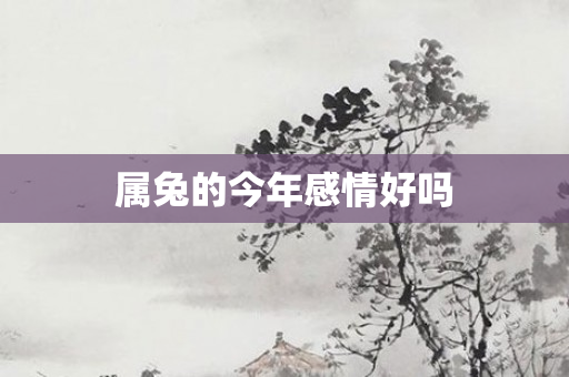 属兔的今年感情好吗