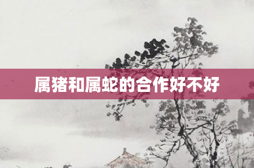 属猪和属蛇的合作好不好