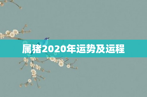 属猪2020年运势及运程