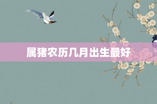 属猪农历几月出生更好