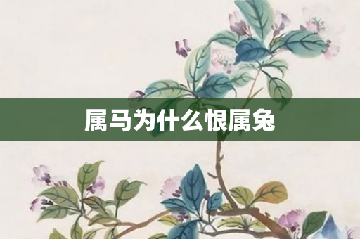 属马为什么恨属兔