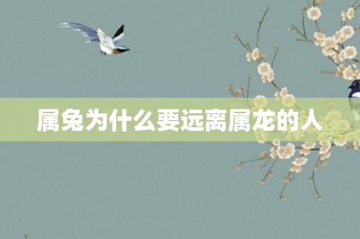 属兔为什么要远离属龙的人