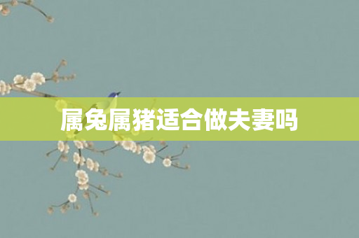 属兔属猪适合做夫妻吗
