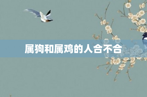 属狗和属鸡的人合不合