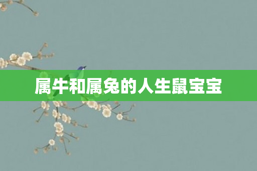 属牛和属兔的人生鼠宝宝
