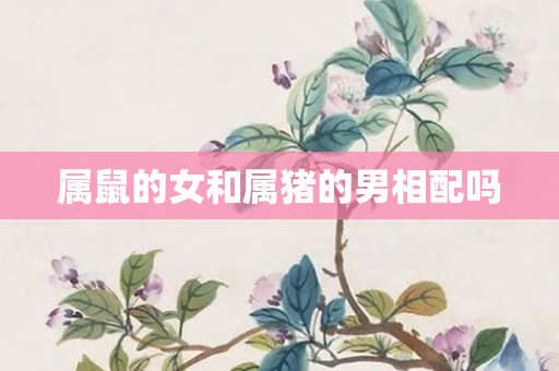 属鼠的女和属猪的男相配吗