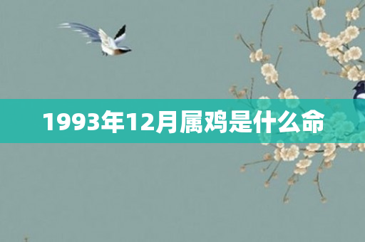 1993年12月属鸡是什么命