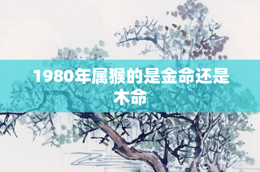 1980年属猴的是金命还是木命